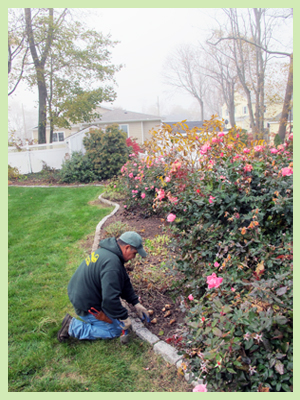 Seaside Garden - Mixed Perennials and Shrubs